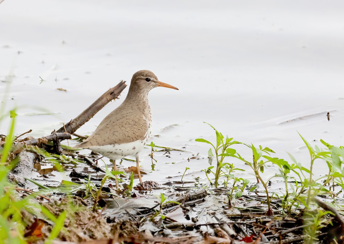 Spotted Sandpiper - Anir Bhat