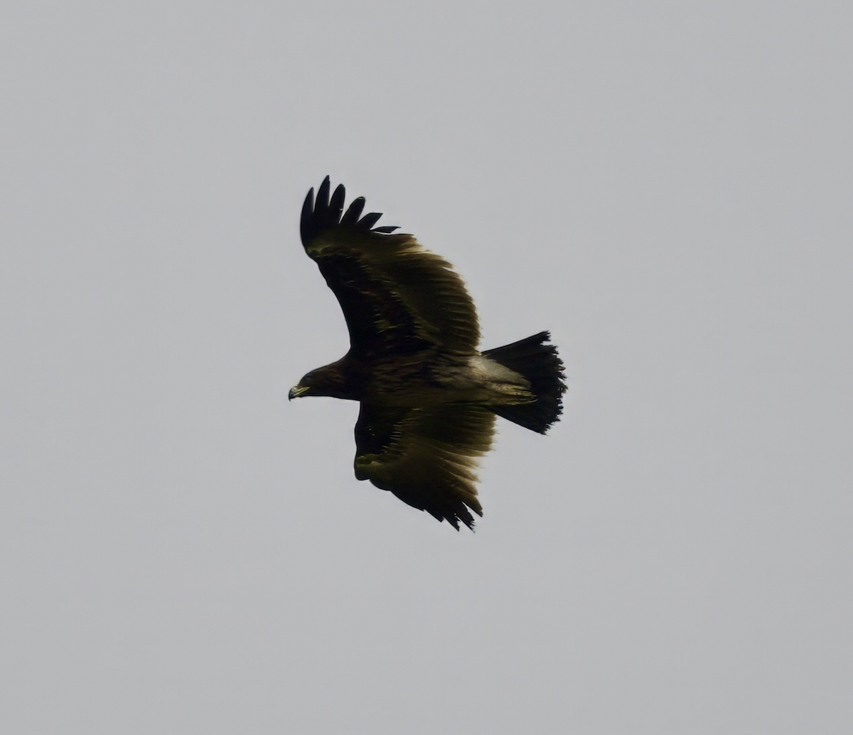 Greater Spotted Eagle - ML618784723