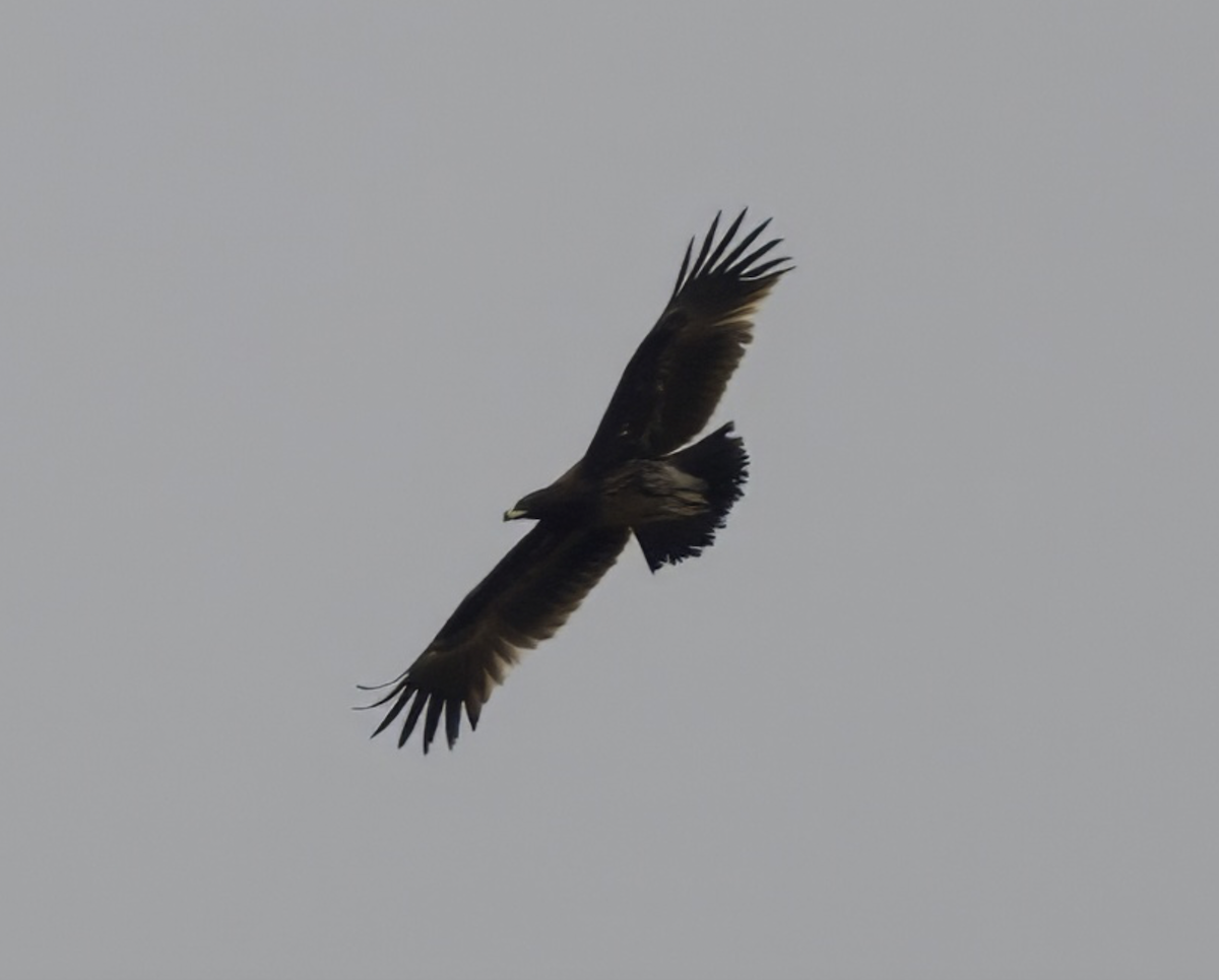 Greater Spotted Eagle - ML618784724
