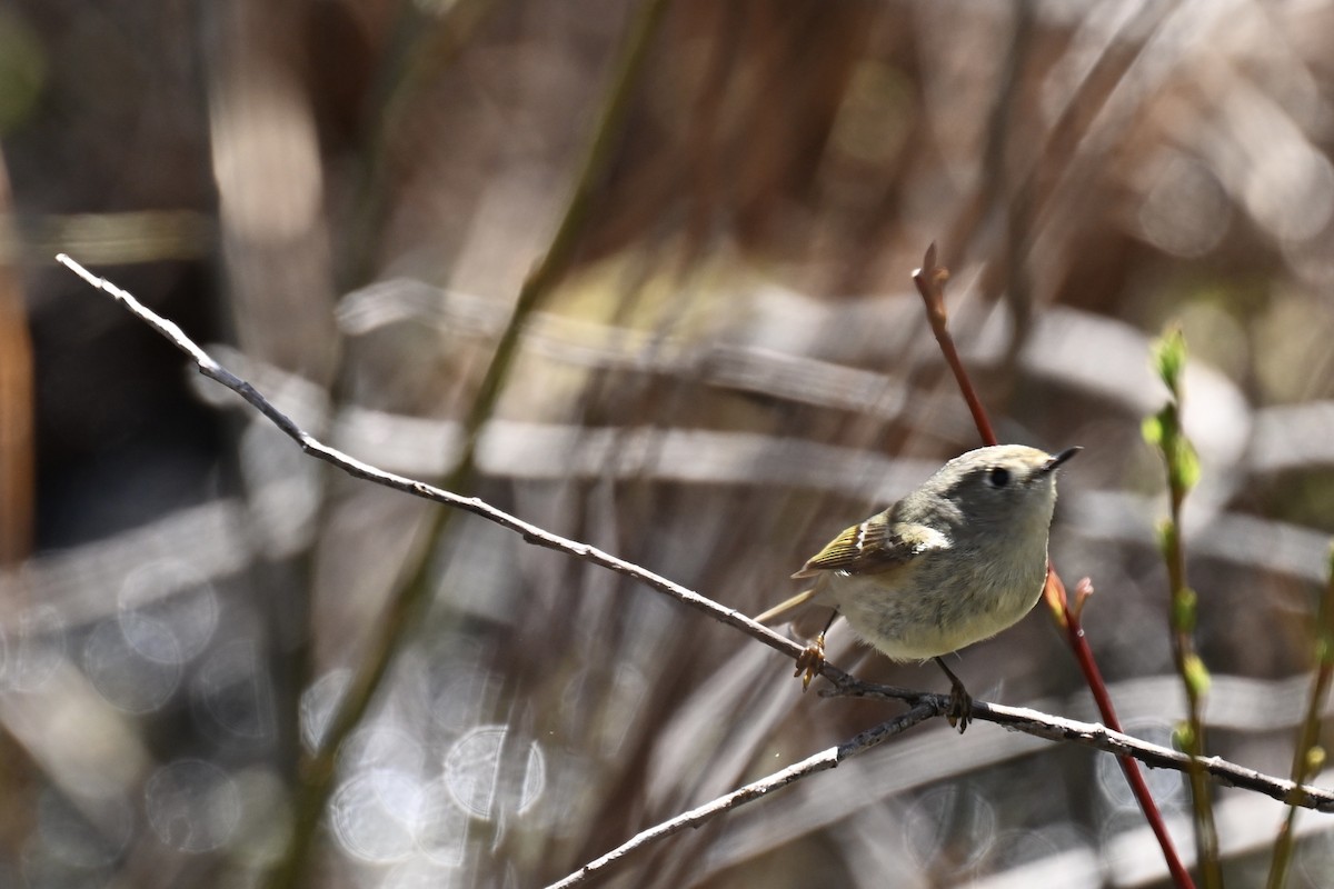 Ruby-crowned Kinglet - france dallaire
