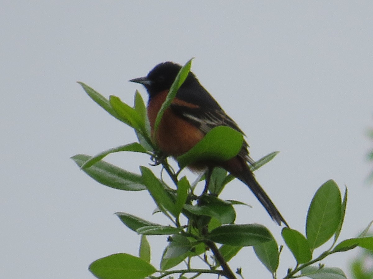 Orchard Oriole - ML618784825