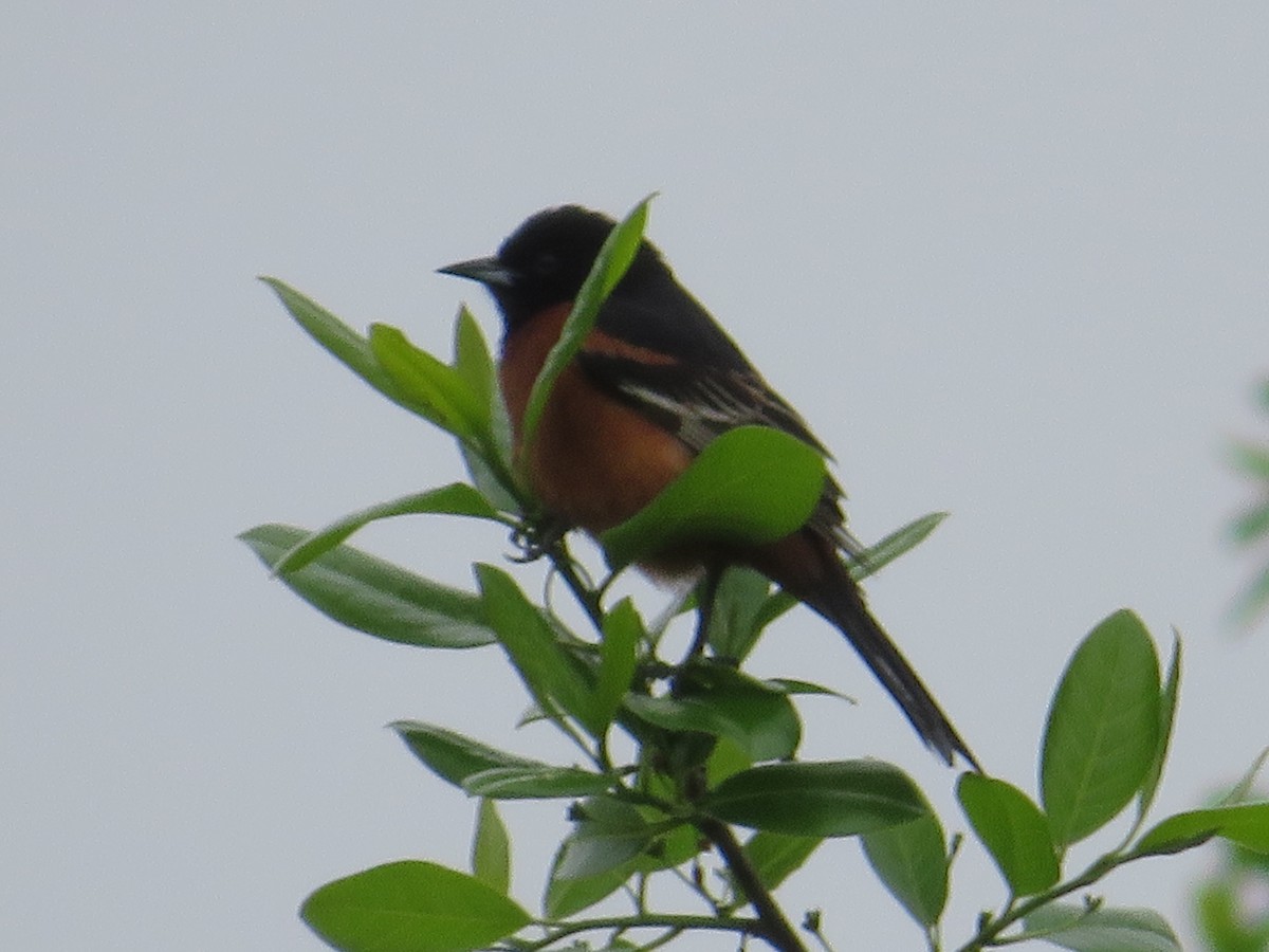 Orchard Oriole - ML618784826