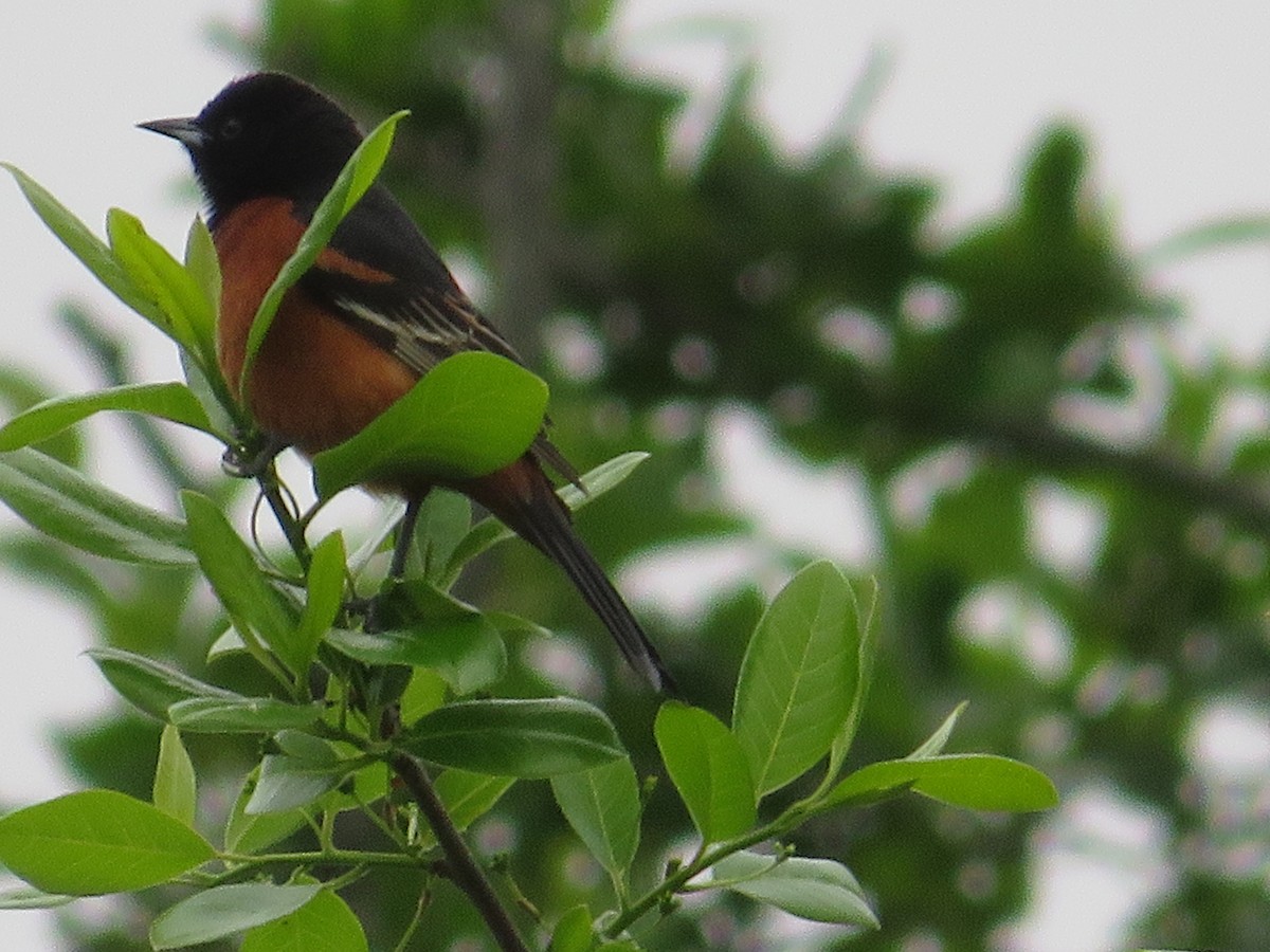 Orchard Oriole - ML618784827