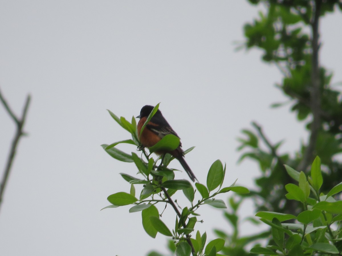Orchard Oriole - ML618784828