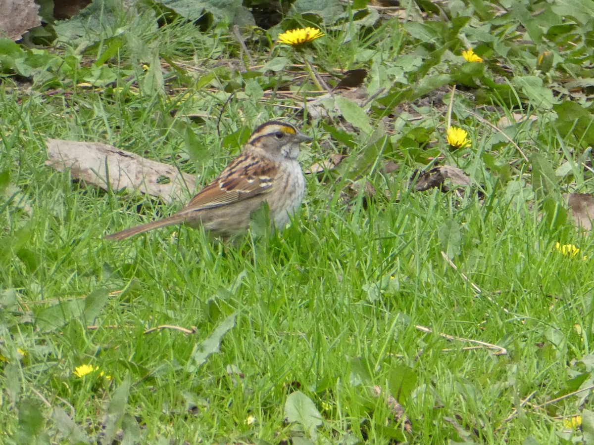 White-throated Sparrow - Sharon O'Grady