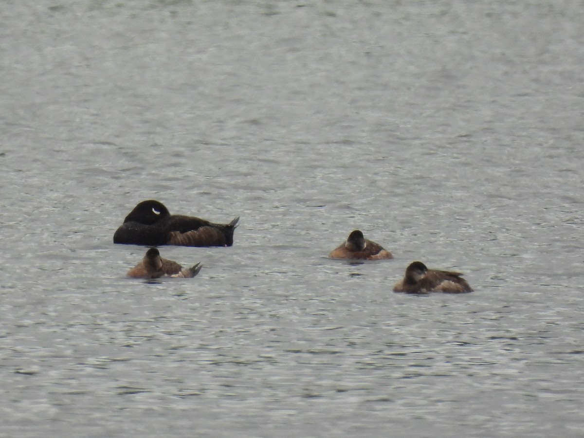 White-winged Scoter - Patricia and Richard Williams