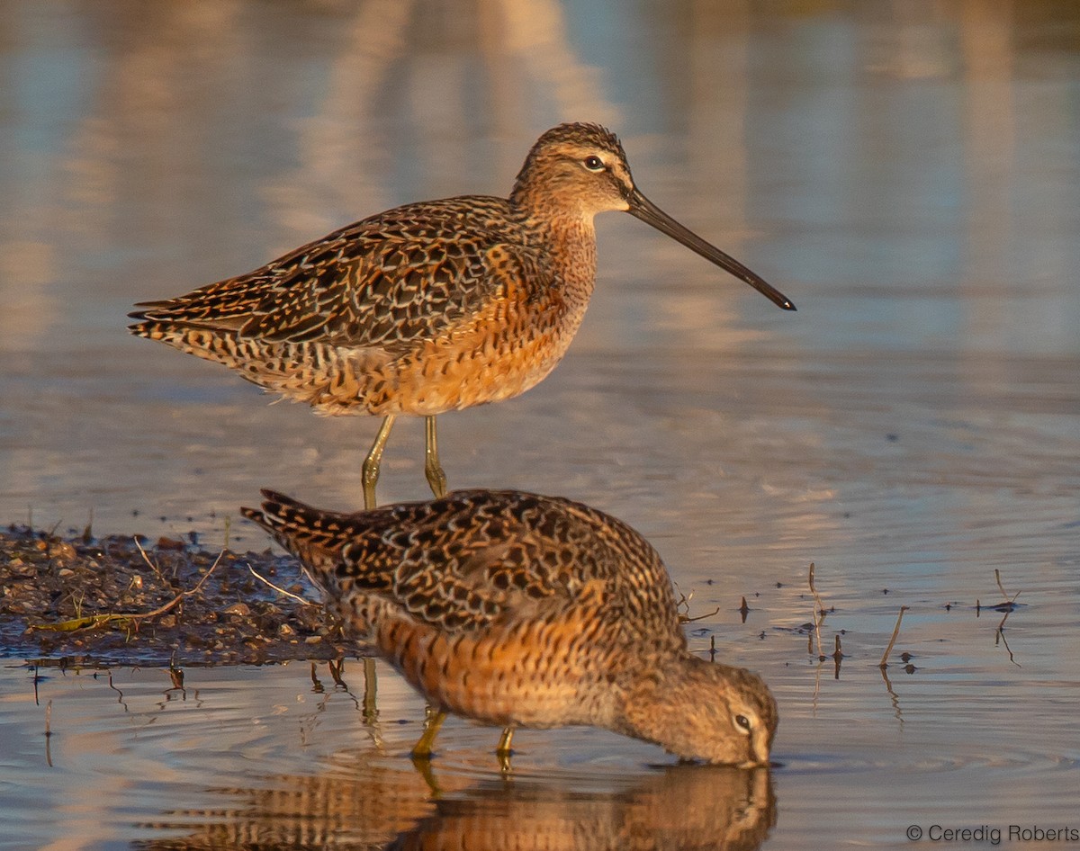 Long-billed Dowitcher - ML618784930