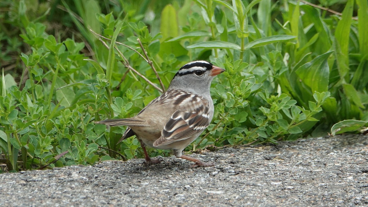 White-crowned Sparrow - Linda  LaBella