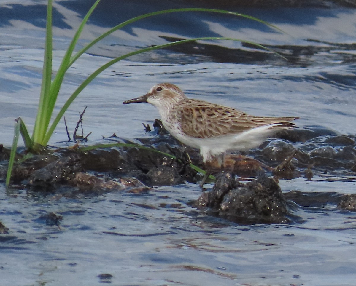 Semipalmated Sandpiper - Laurie Witkin
