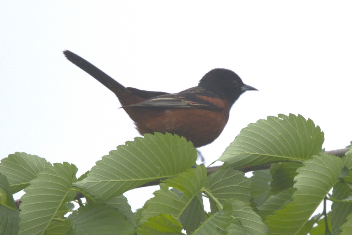 Orchard Oriole - ML618784955