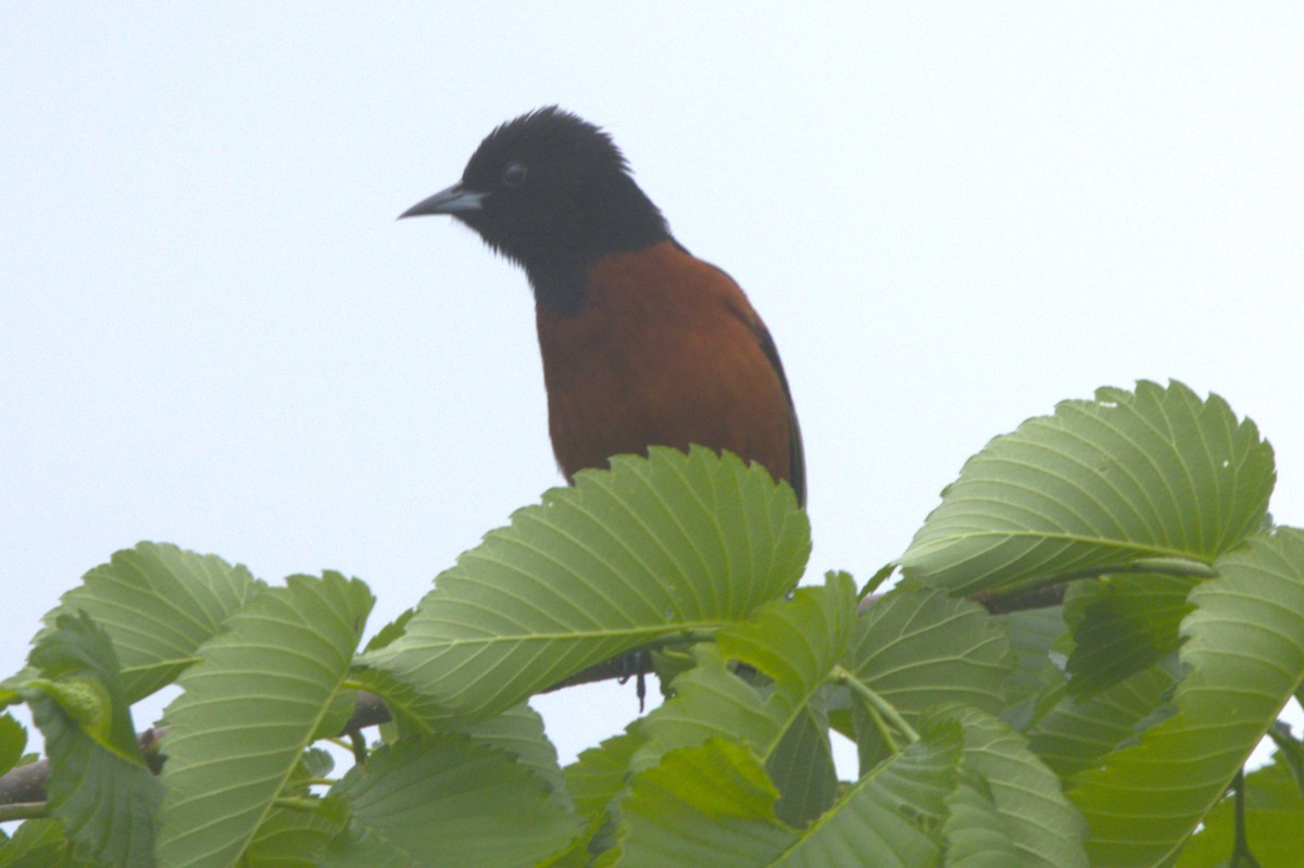 Orchard Oriole - ML618784956