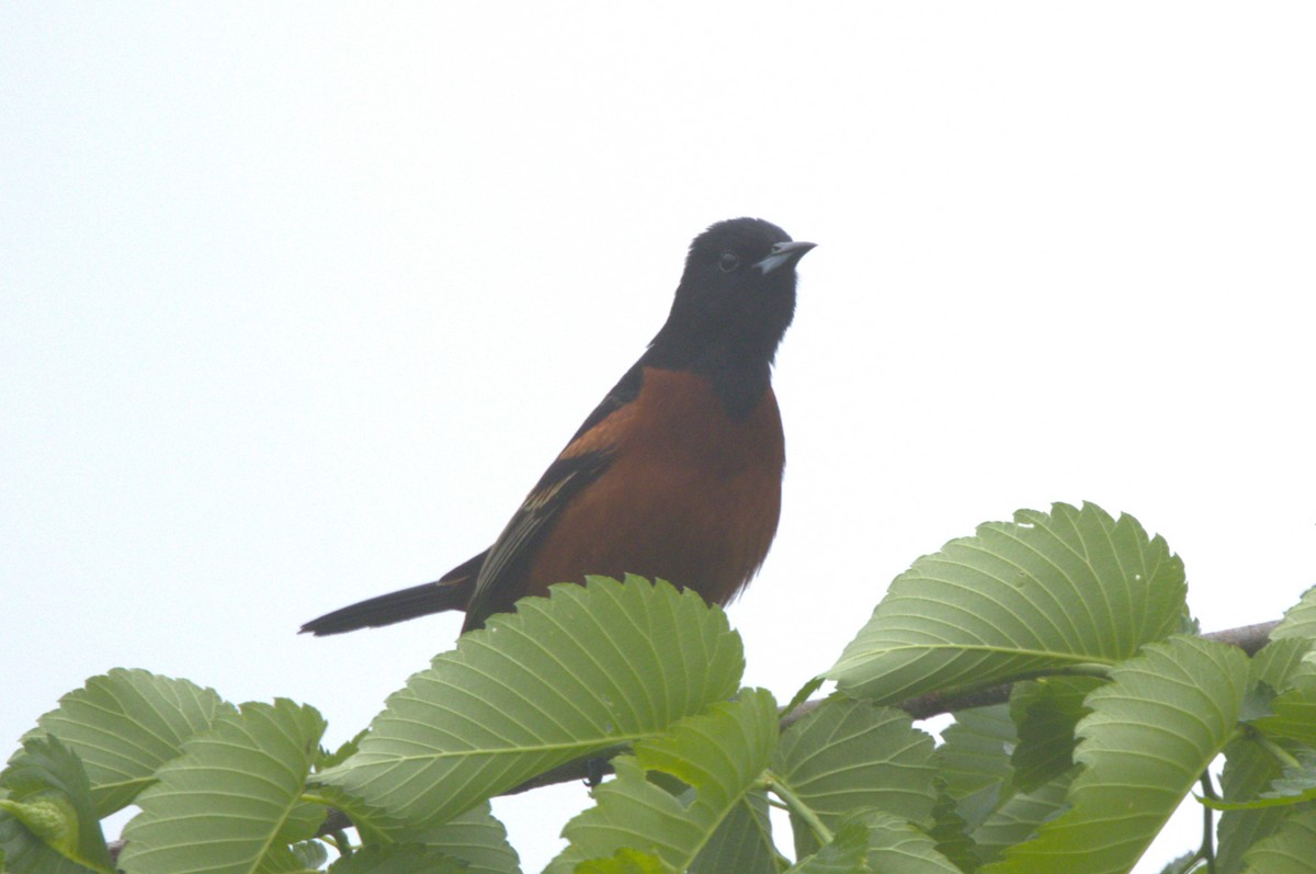 Orchard Oriole - ML618784957