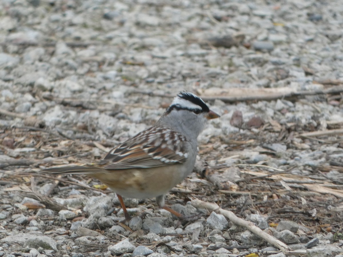 White-crowned Sparrow - ML618784999