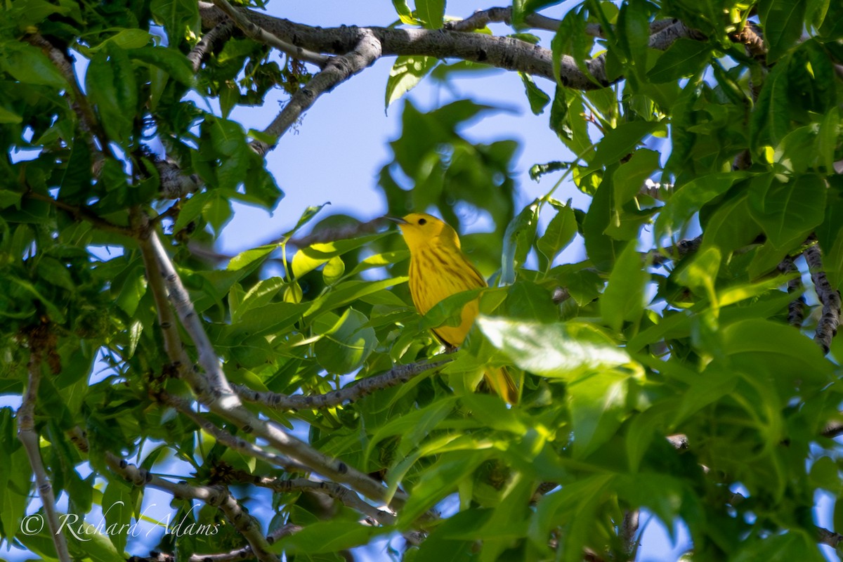 Yellow Warbler - Richard Adams
