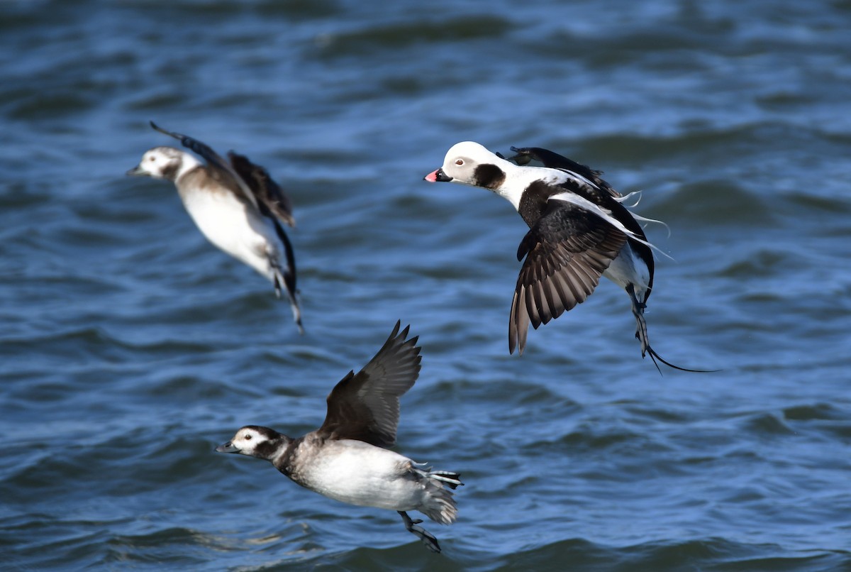 Long-tailed Duck - ML618785031