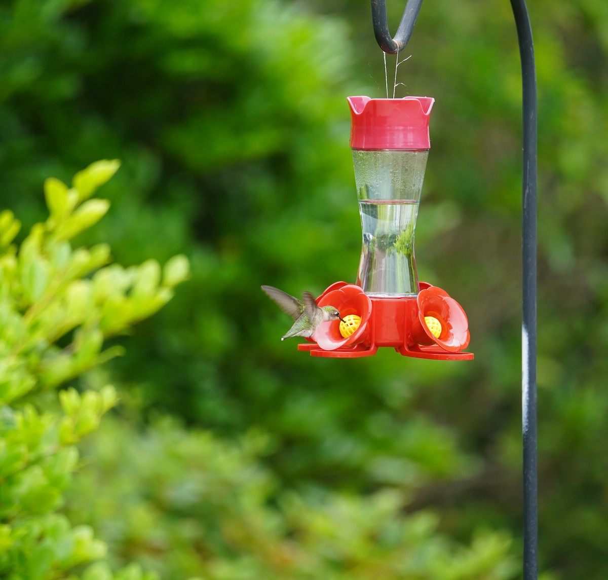 Ruby-throated Hummingbird - ML618785042