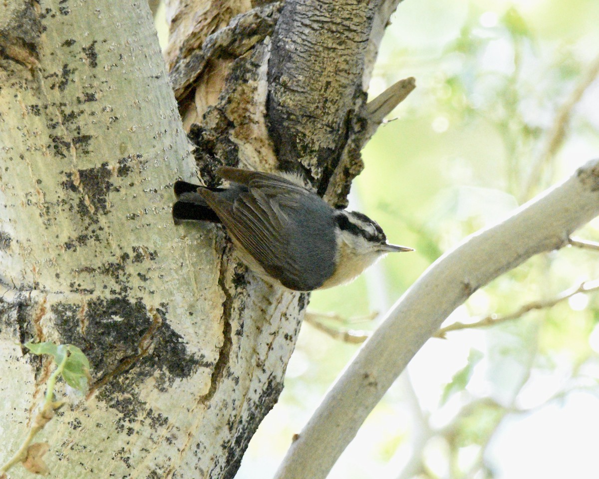 Red-breasted Nuthatch - ML618785047
