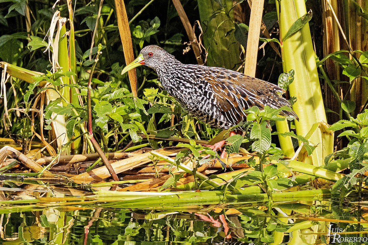Spotted Rail - ML618785059
