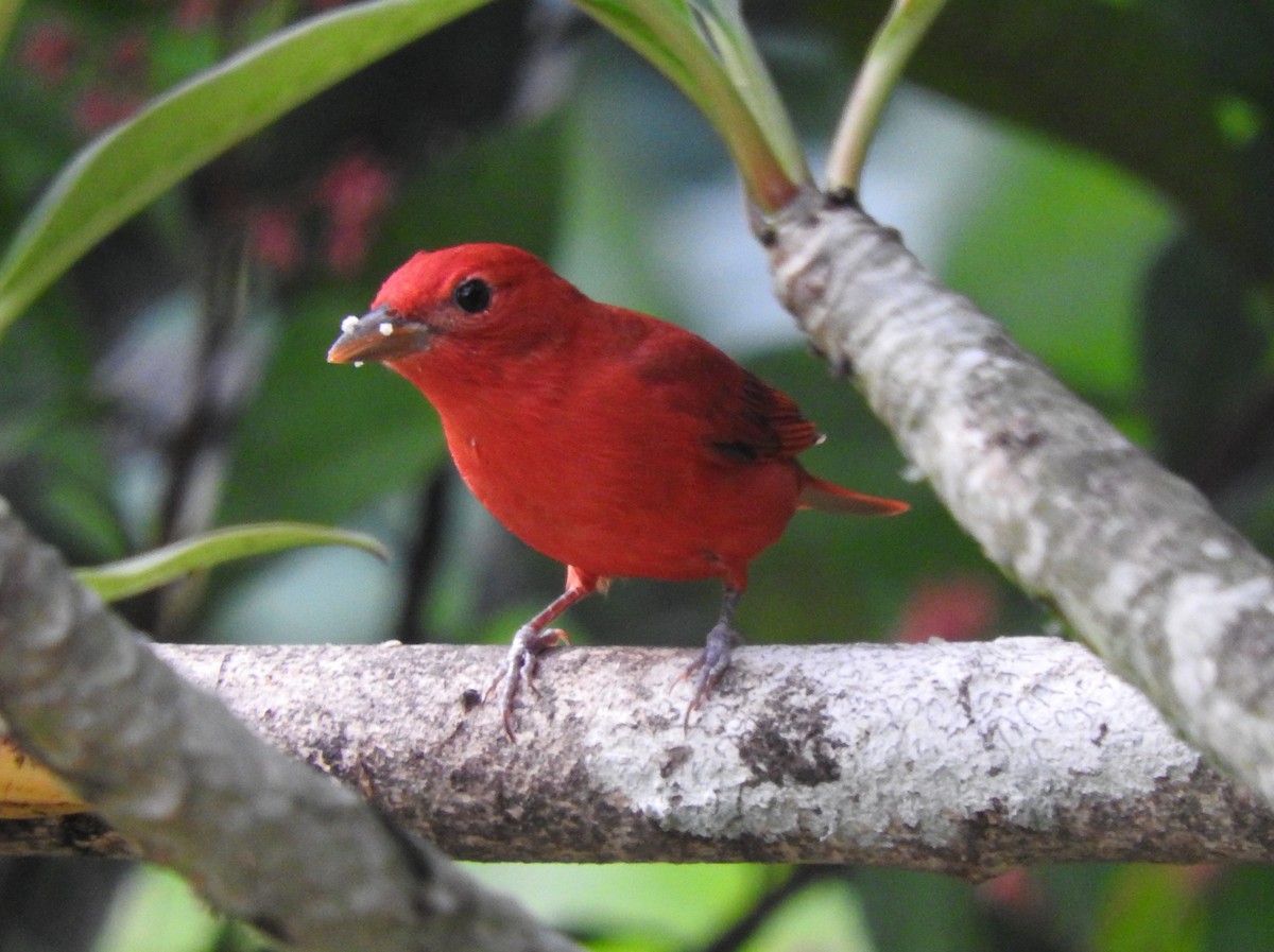 Summer Tanager - Julio P