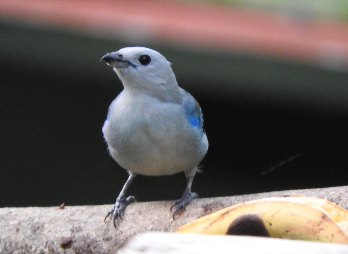 Blue-gray Tanager - ML618785139