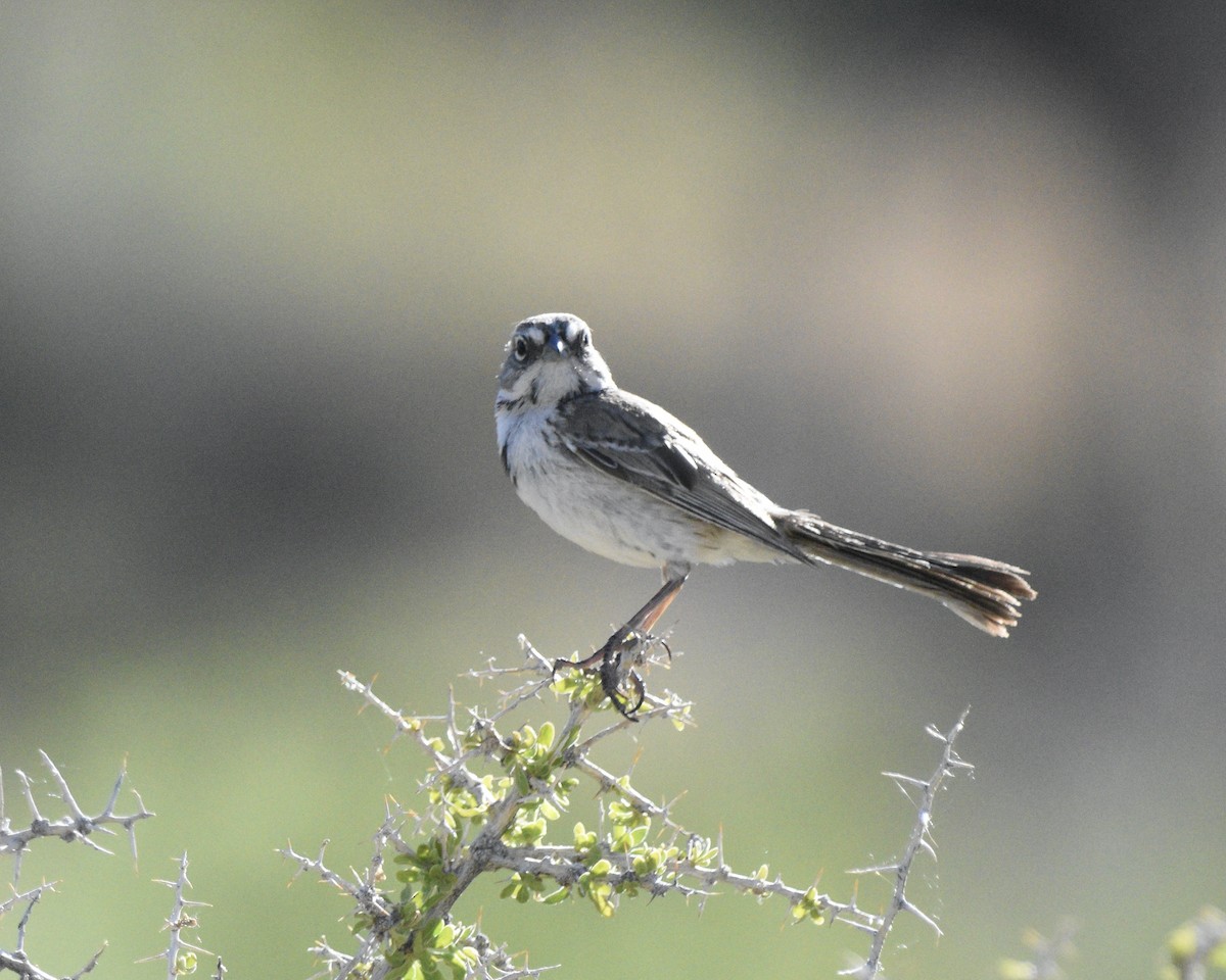Bell's Sparrow - Mickey Dyke