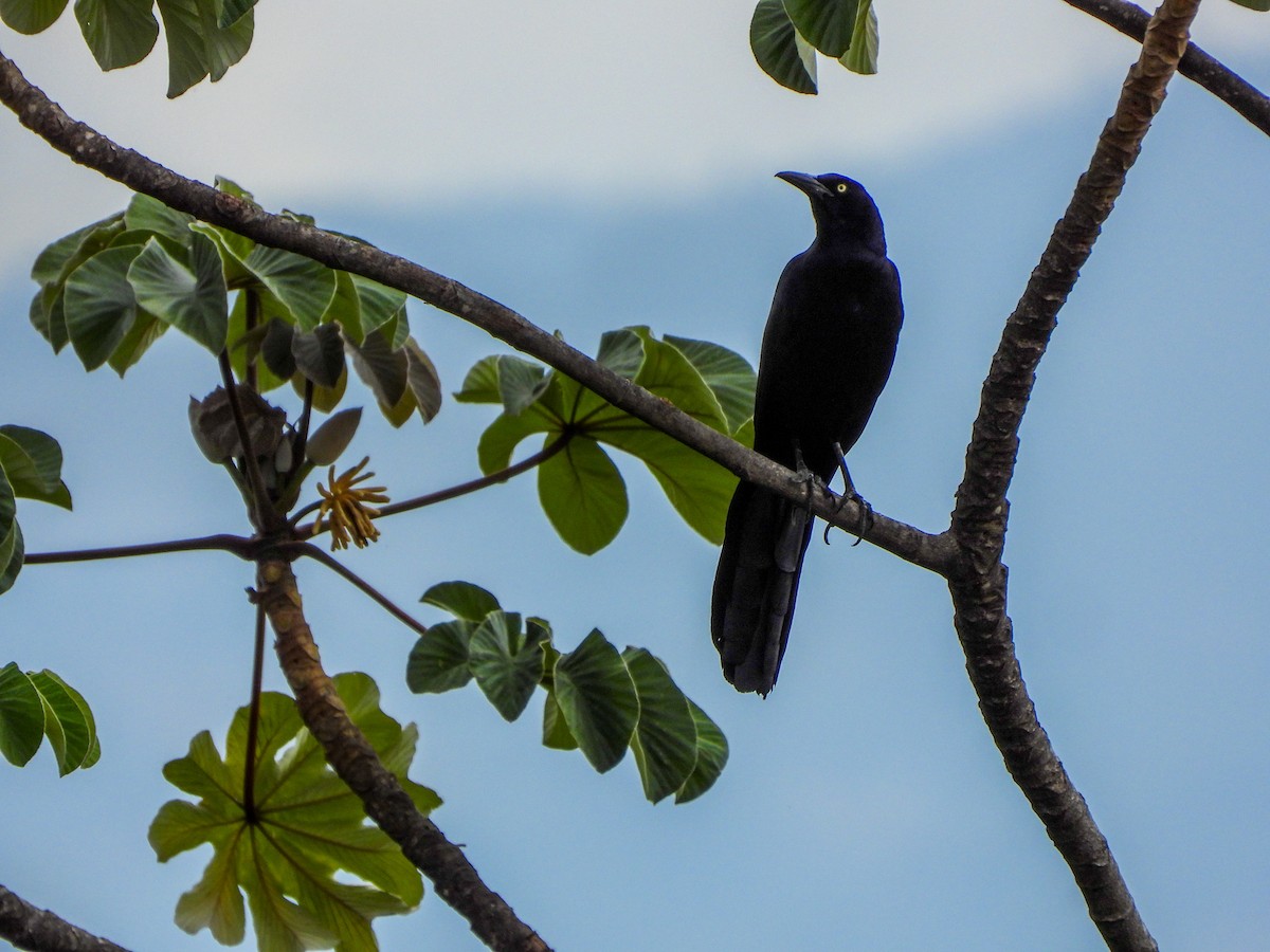 Great-tailed Grackle - ML618785178