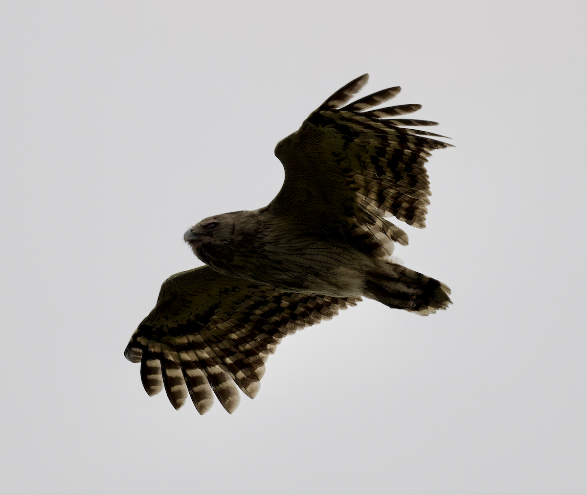 Dusky Eagle-Owl - ML618785183