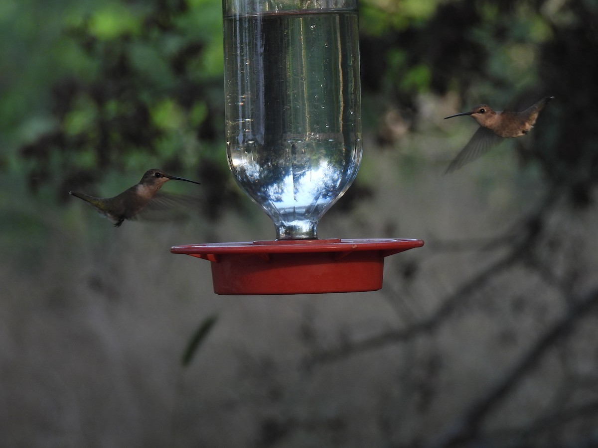Ruby-throated Hummingbird - Nathan Wahler
