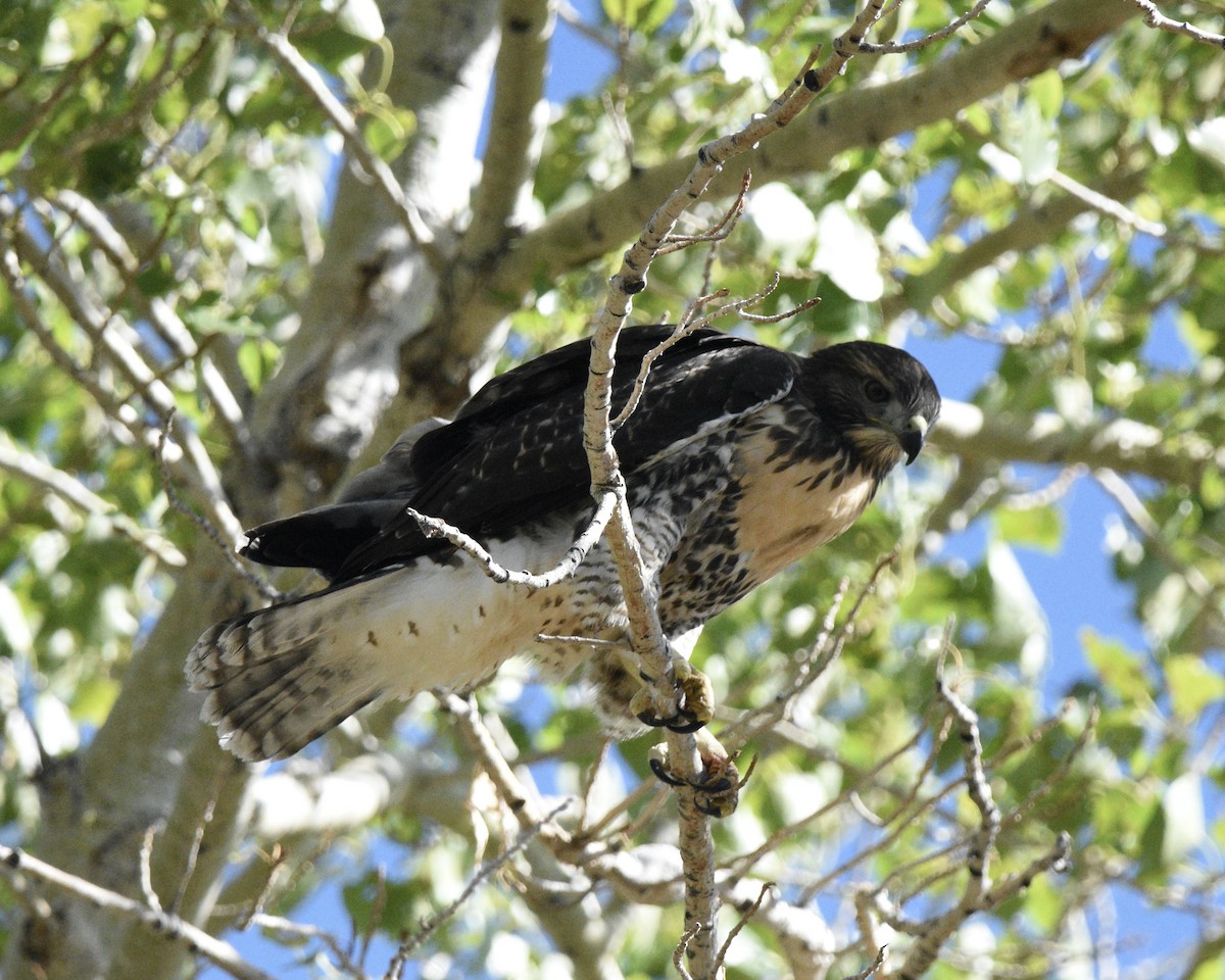 Red-tailed Hawk - ML618785201