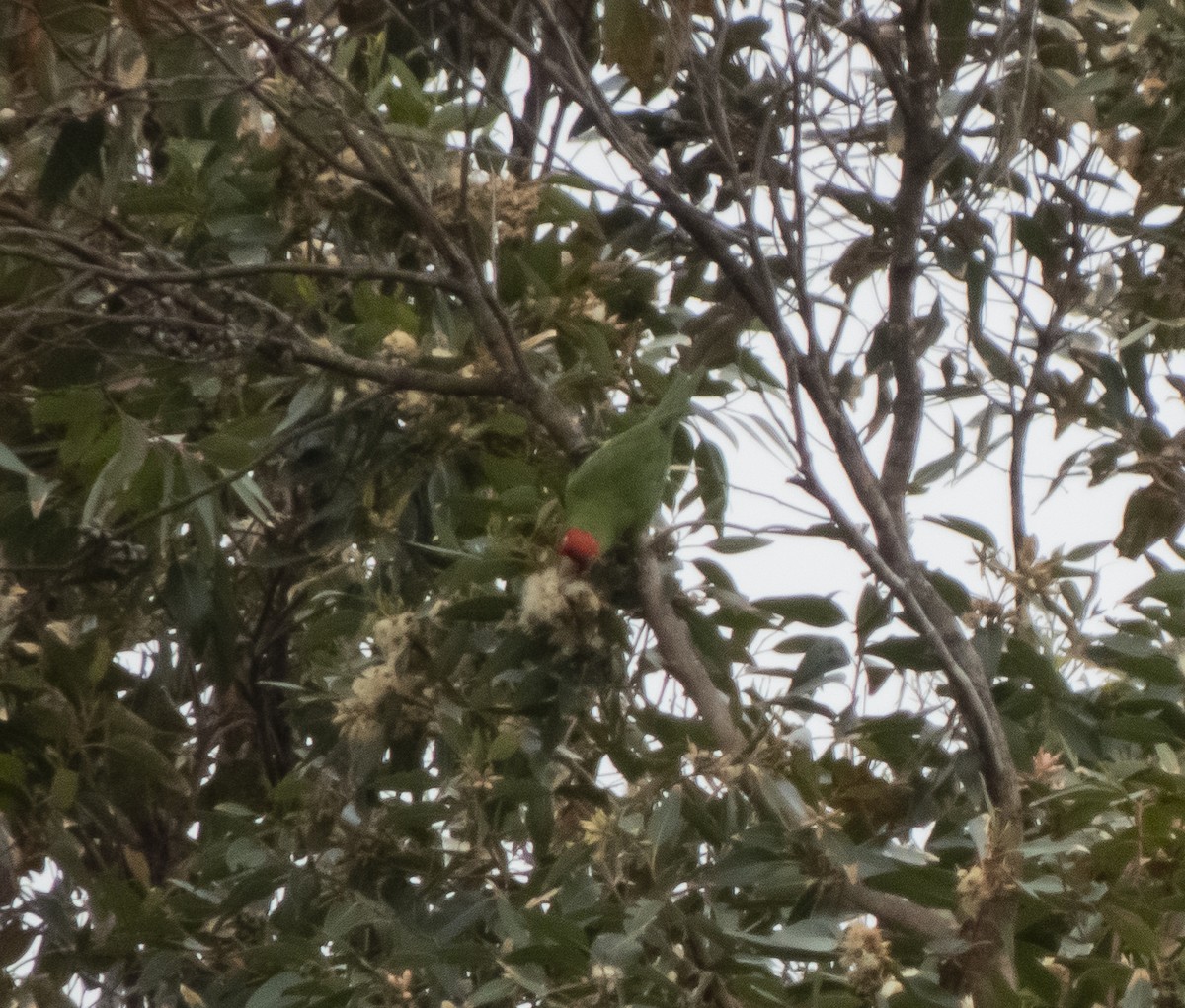 Red-masked Parakeet - ML618785220