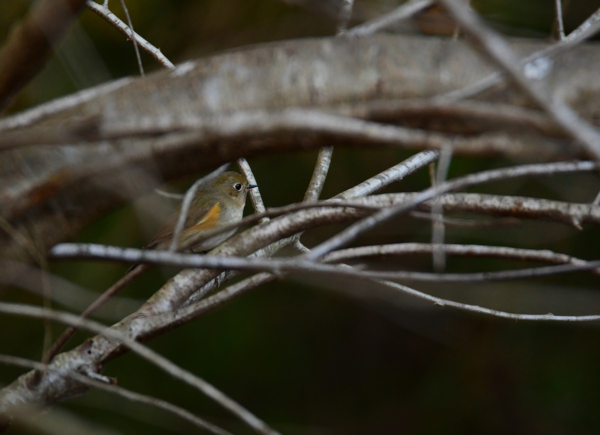 Red-flanked Bluetail - ML618785229