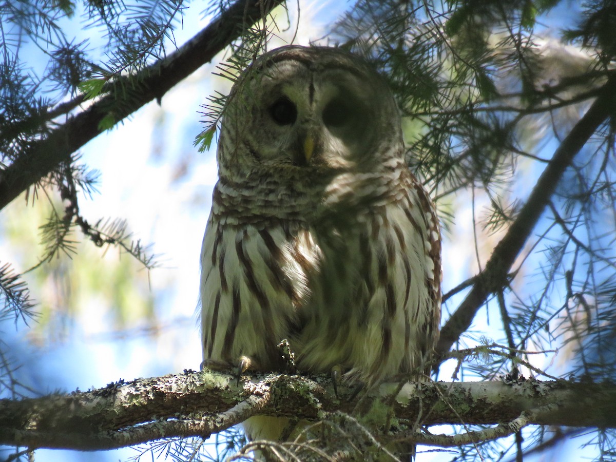 Barred Owl - greg robertson