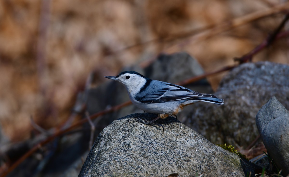 White-breasted Nuthatch - ML618785279