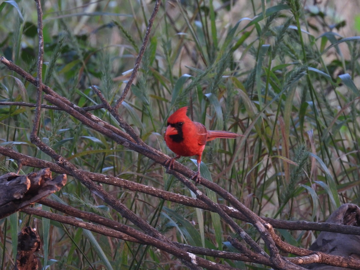 Northern Cardinal (Common) - ML618785305