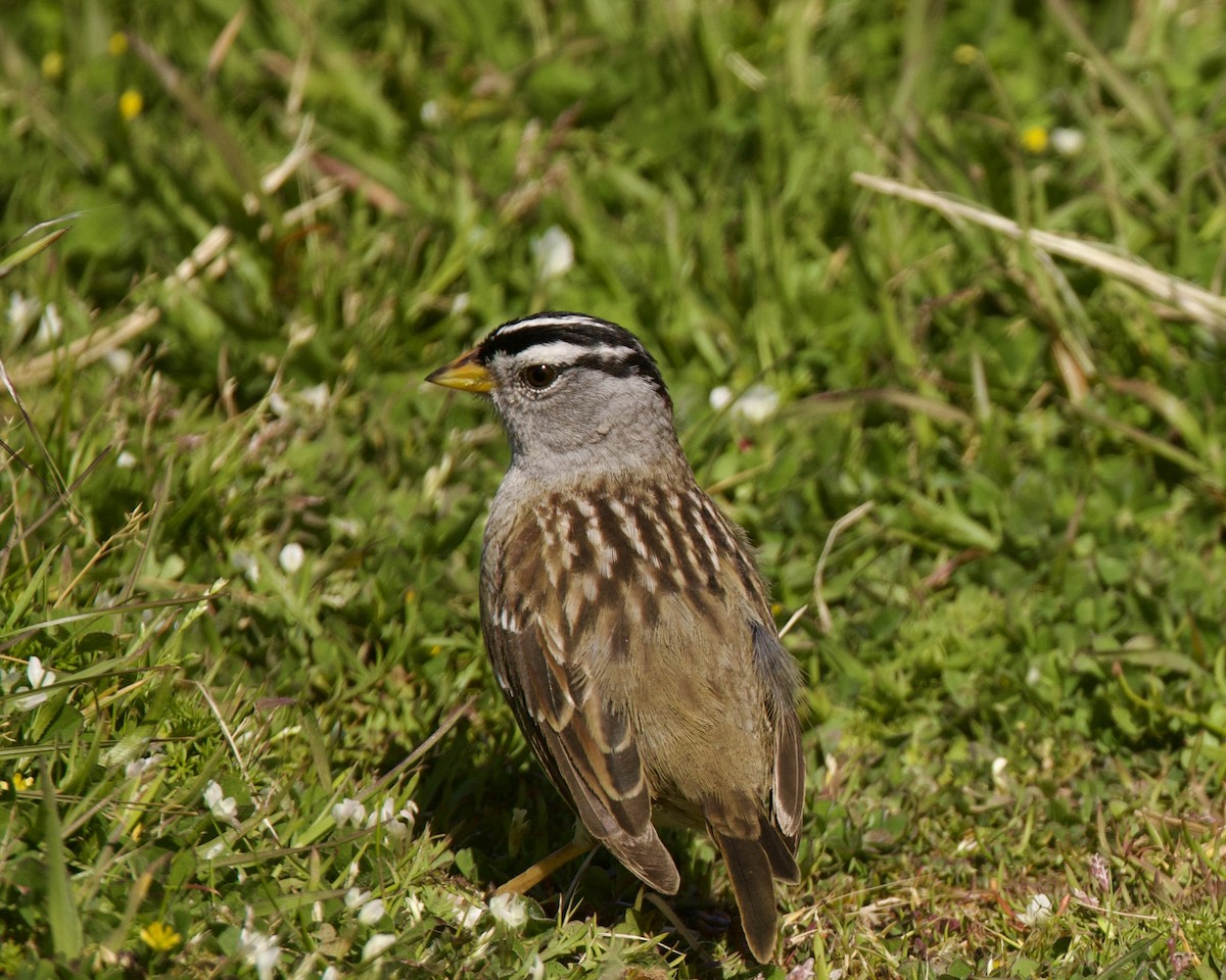 White-crowned Sparrow - Dave Bengston