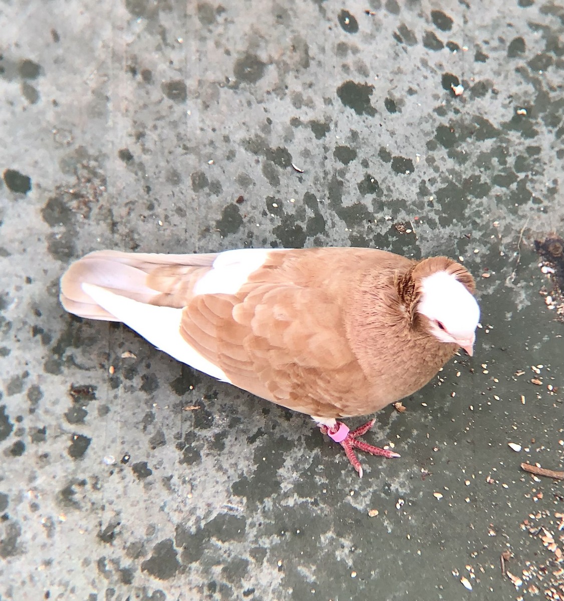 Rock Pigeon (Feral Pigeon) - ML618785359