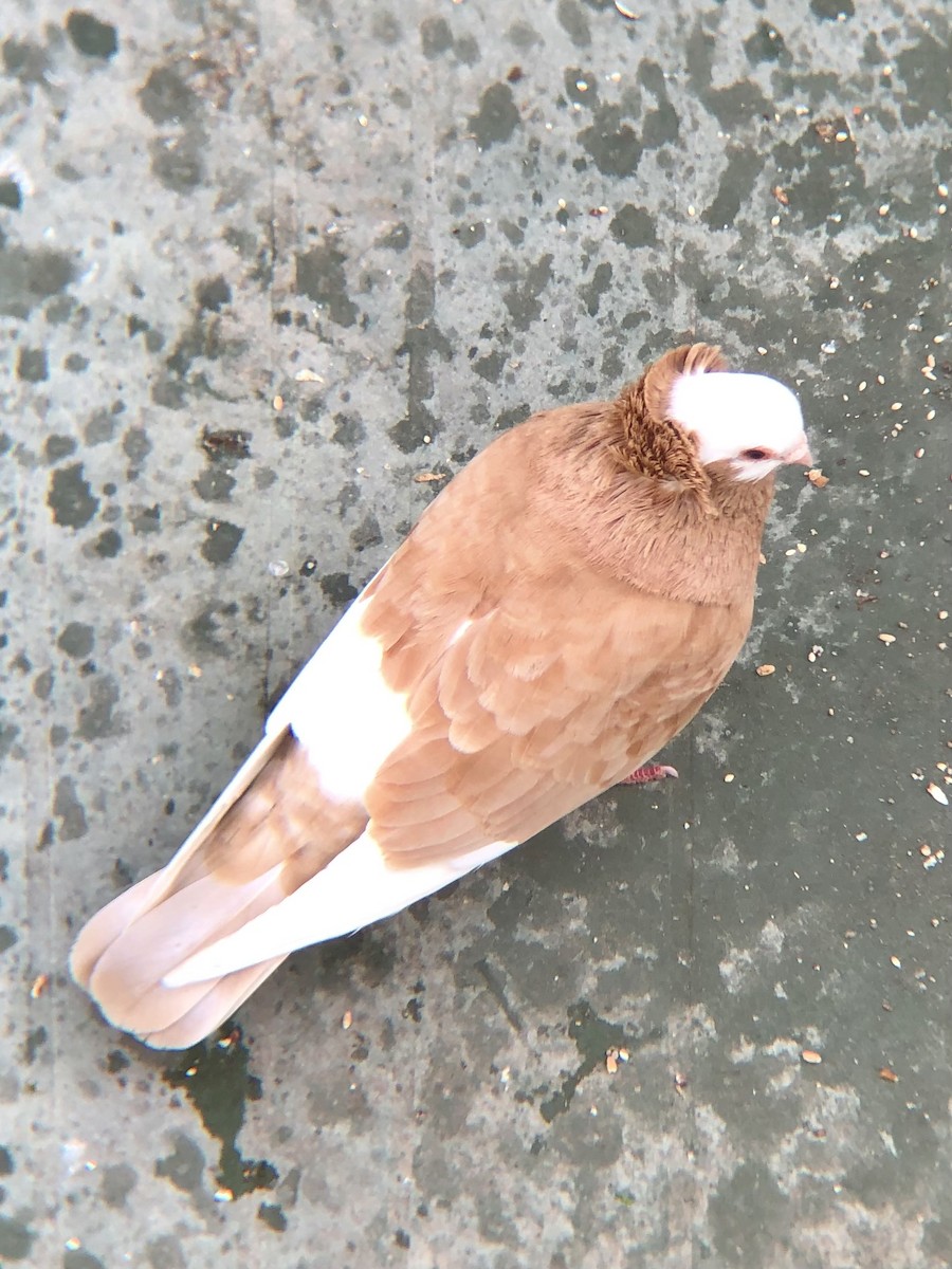 Rock Pigeon (Feral Pigeon) - ML618785360