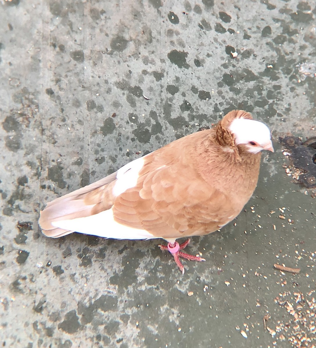 Rock Pigeon (Feral Pigeon) - KZ F
