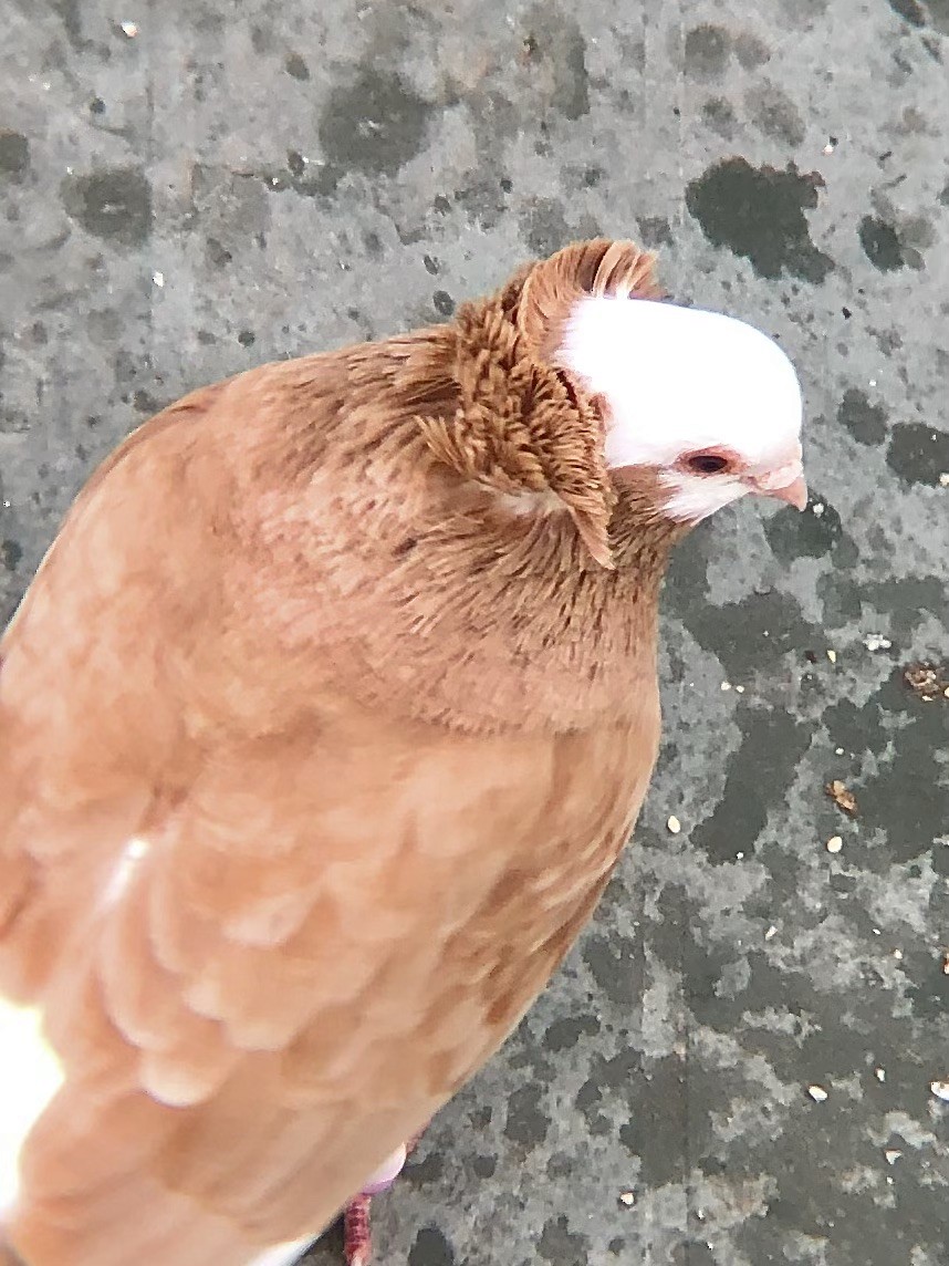 Rock Pigeon (Feral Pigeon) - KZ F
