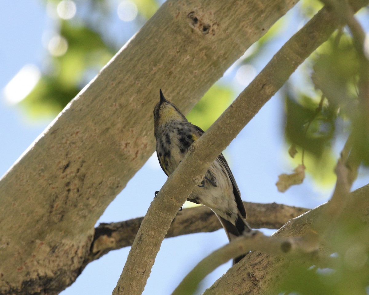 Yellow-rumped Warbler (Audubon's) - Mickey Dyke