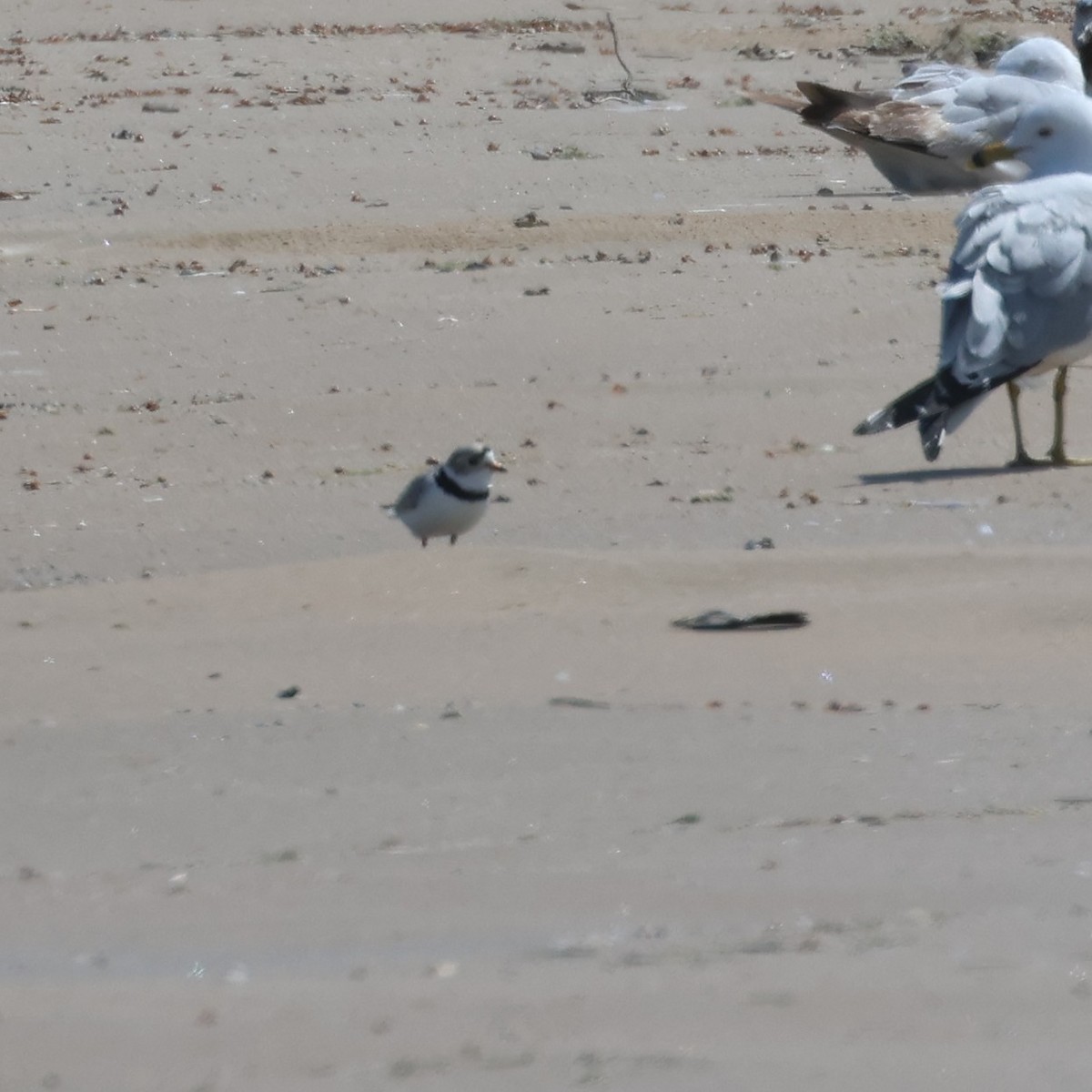 Piping Plover - ML618785387