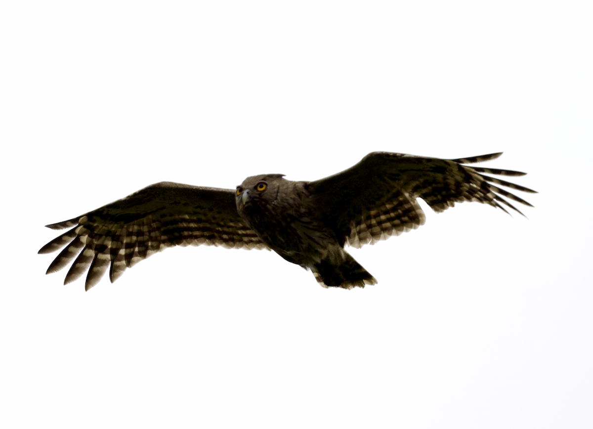 Dusky Eagle-Owl - Joseph Tobias
