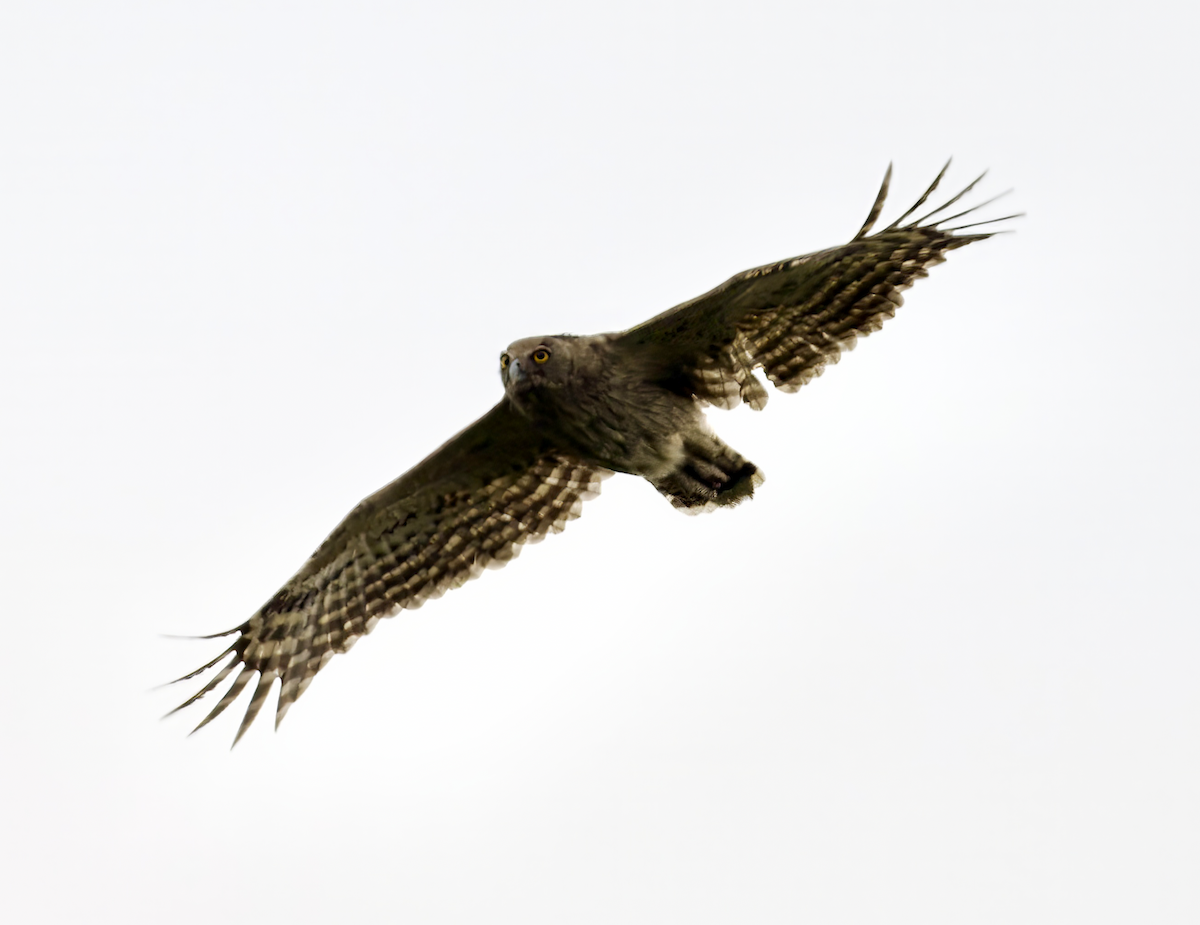 Dusky Eagle-Owl - ML618785395