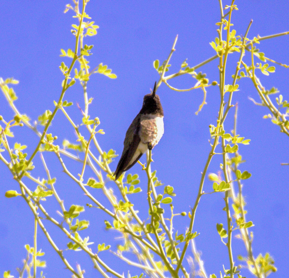 Black-chinned Hummingbird - ML618785396