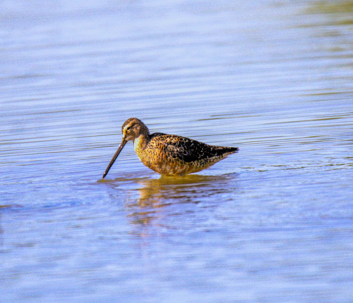 Long-billed Dowitcher - ML618785437