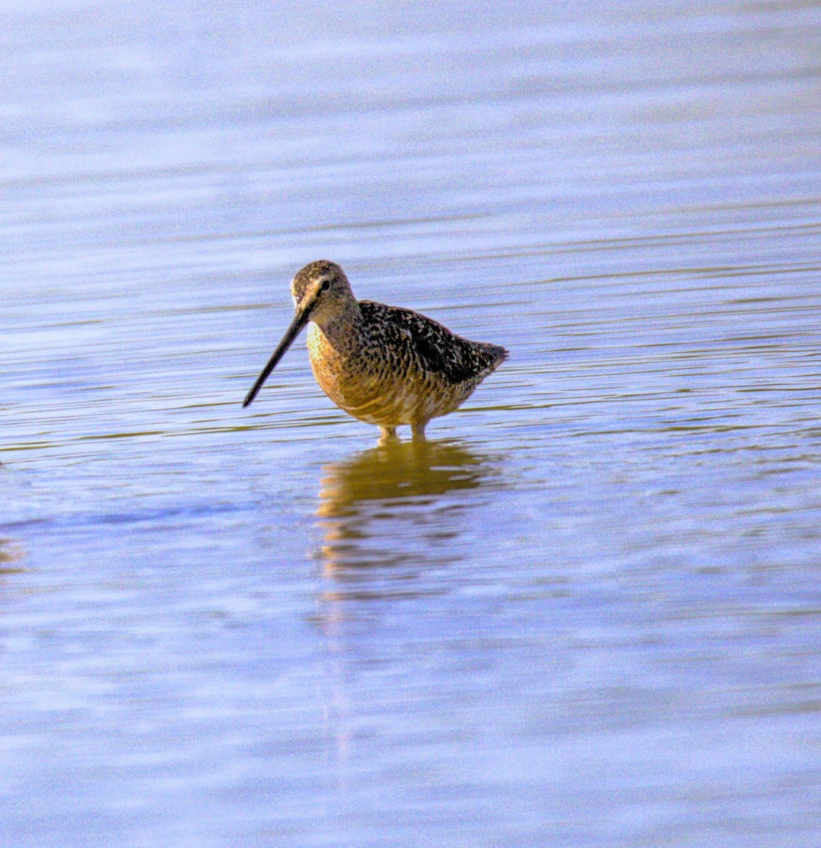 Long-billed Dowitcher - Don Carney