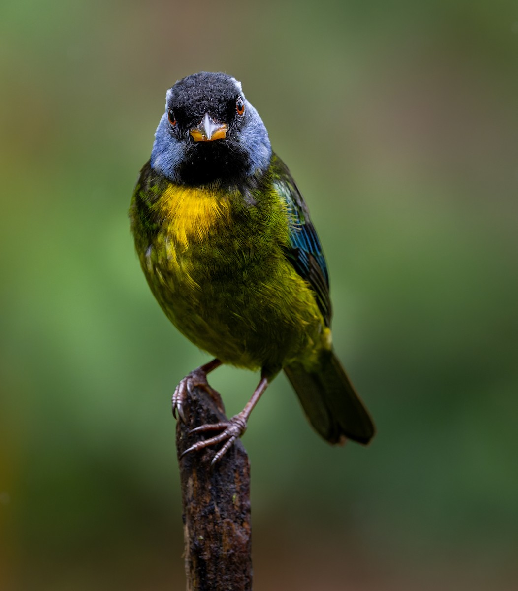 Moss-backed Tanager - ML618785460