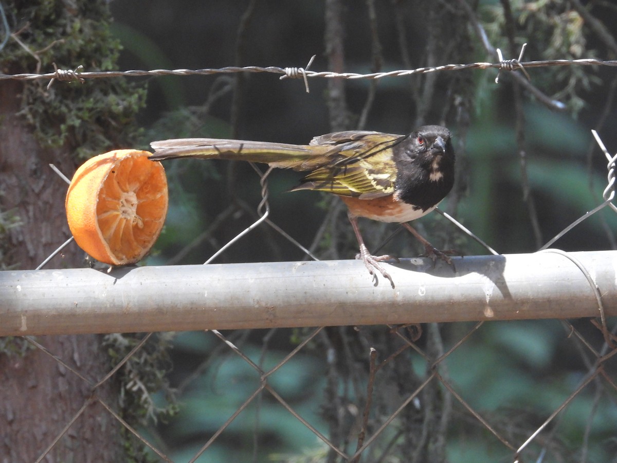 Spotted Towhee (Olive-backed) - ML618785482