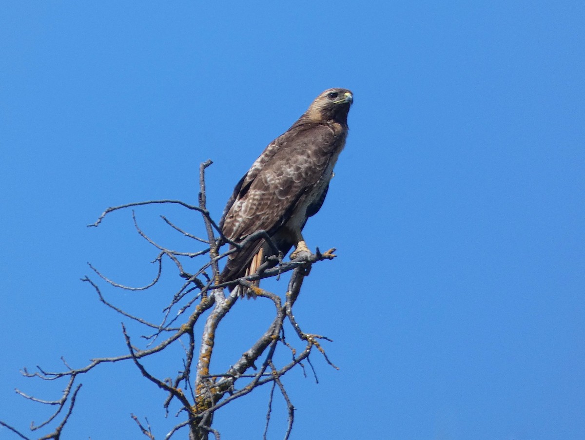Red-tailed Hawk - ML618785483