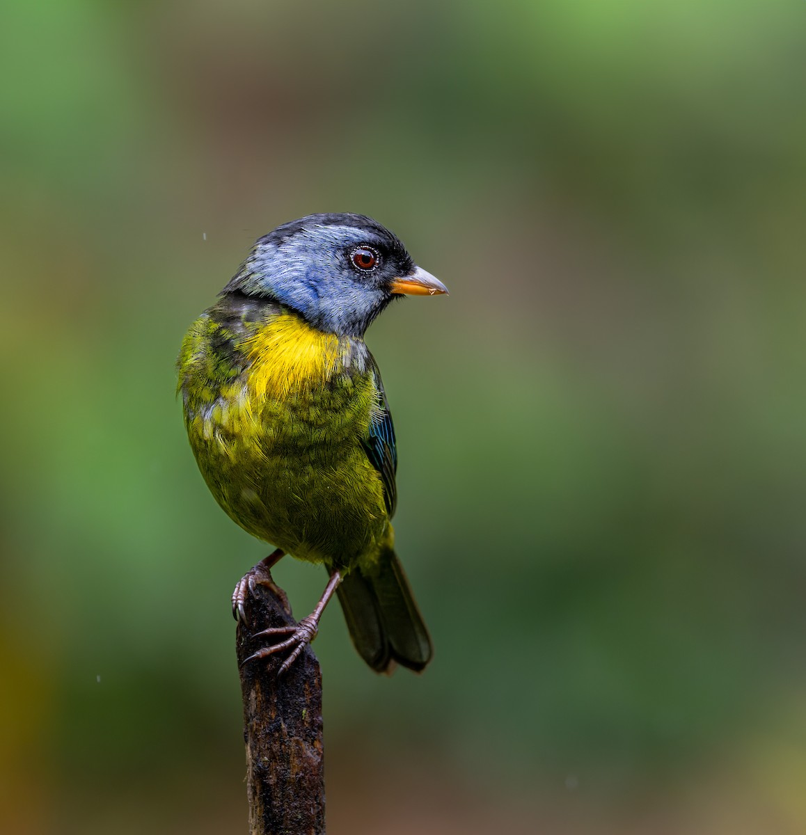 Moss-backed Tanager - ML618785487